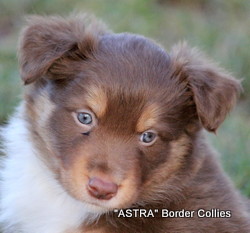 Red white and Tan MALE Border Collie puppy